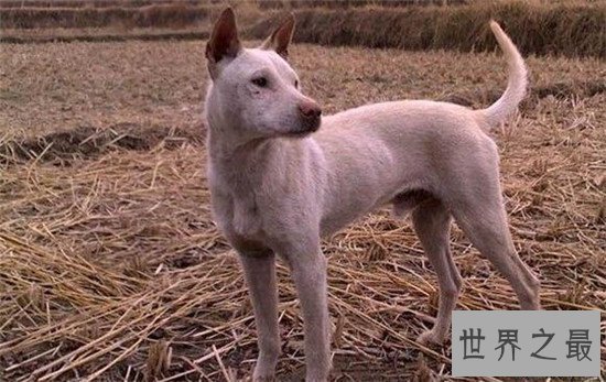 中国十大凶犬最新排名，蒙古獒排名第一