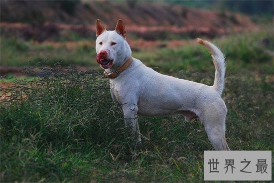 中国十大凶犬最新排名，蒙古獒排名第一