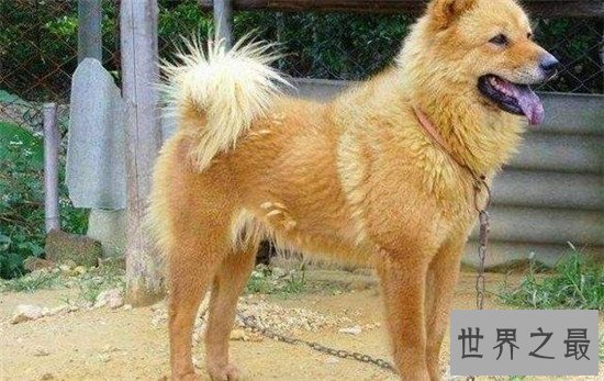 中国十大凶犬最新排名，蒙古獒排名第一