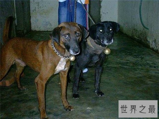 中国十大凶犬最新排名，蒙古獒排名第一