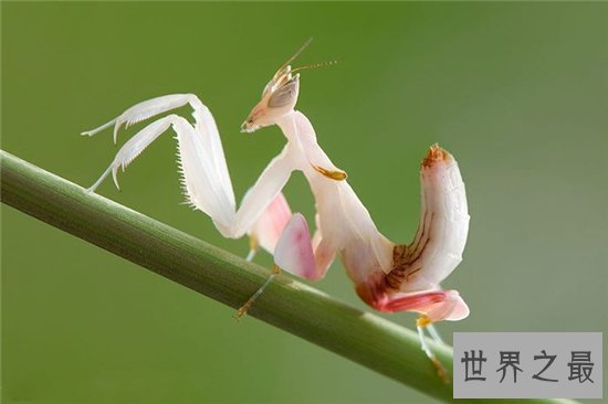 世界上最美的螳螂，兰花螳螂最会伪装的致命美丽！