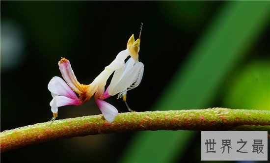 世界上最美的螳螂，兰花螳螂最会伪装的致命美丽！