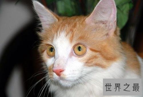 世界上最古老的猫，拥有传说中的三眼皮！