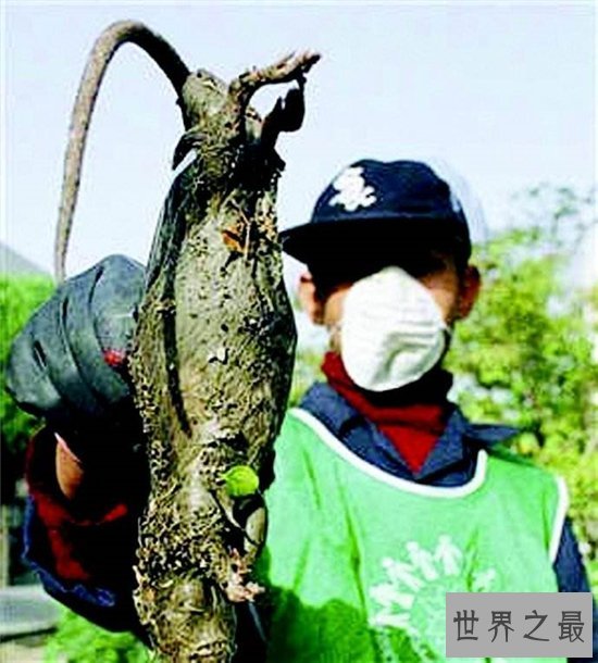 伊朗巨鼠疑似与核泄漏有关，给当地居民带来困扰