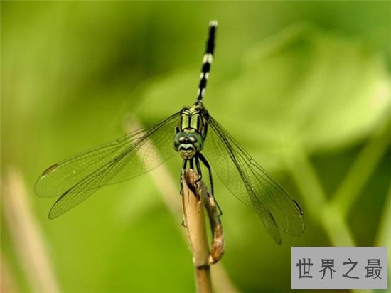 鬼蜻蜓全身遍布眼睛，这是它最显著的标致外表