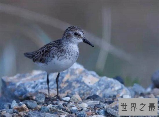 动物界迁徙旅程最长的十大动物，竟然还有蜻蜓？