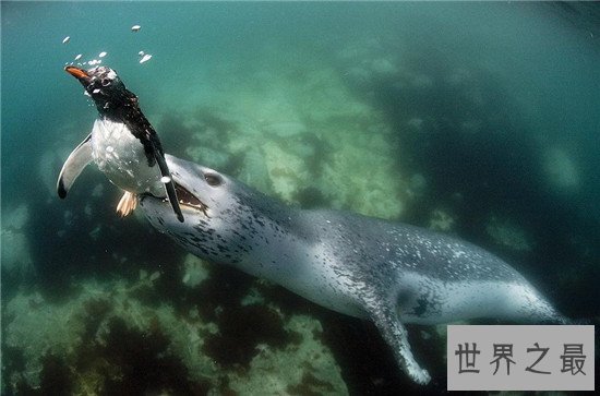 世界上最凶猛的海豹，豹形海豹会捕食其他海豹！