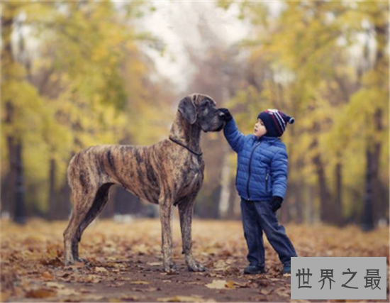 世界上十大最危险的狗，最危险的狗——比特犬