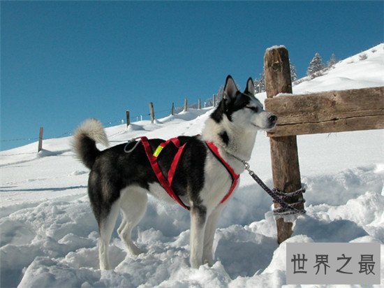 世界上十大最危险的狗，最危险的狗——比特犬