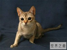 世界上最小的猫，小到可以捧在手心里！