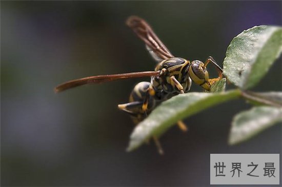 世界上最危险的蜜蜂，杀人蜂已经让1000多人丧命！