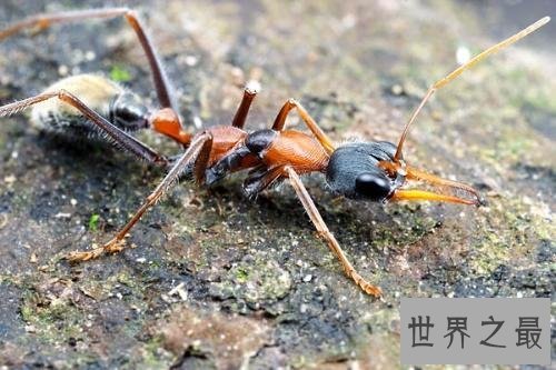 世界上最大的蚂蚁，公牛蚁的身长达到了3.7cm！