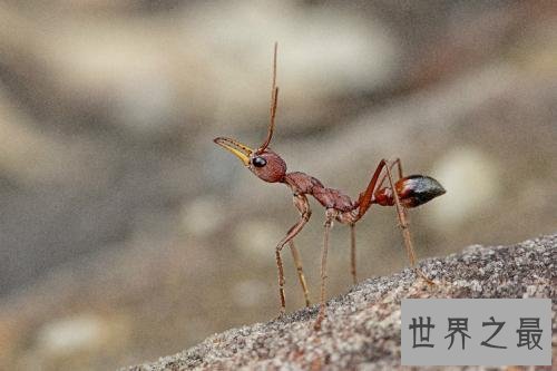 世界上最大的蚂蚁，公牛蚁的身长达到了3.7cm！