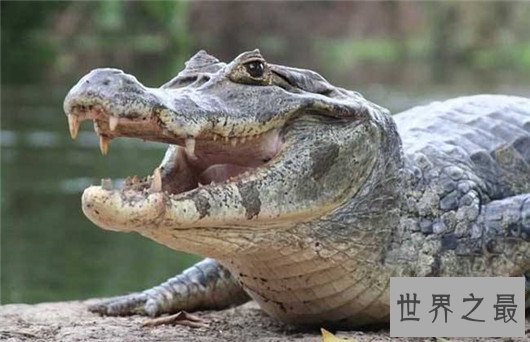 史上最凶残的鳄鱼，恐鳄可以轻易猎杀恐龙