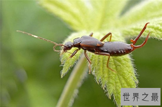 蠼螋生活在热带和亚热带，并不会偷偷溜进人类耳朵