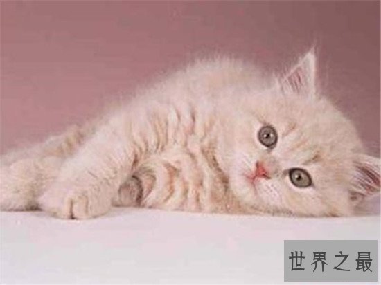 世界十大最小猫排行，盘点那些萌到爆炸的小猫