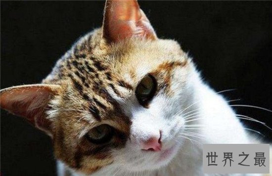 世界十大最小猫排行，盘点那些萌到爆炸的小猫