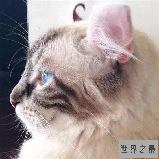 世界上耳朵最多的猫，五耳猫五只耳朵成为世界之最！