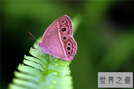 世界上最美的蝴蝶，光明女神蝶如多瑙河般湛蓝