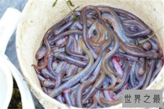 须鳗虾虎鱼长相怪异，不少人以为它是外星生物