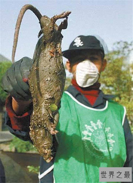 伊朗巨鼠由核辐射发生变异，政府发动气枪来消灭它们