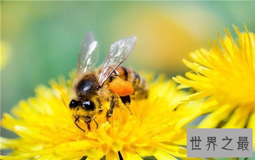 关于蜜蜂的十大事实，蜜蜂能够适应太空生活