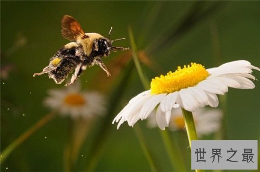 关于蜜蜂的十大事实，蜜蜂能够适应太空生活