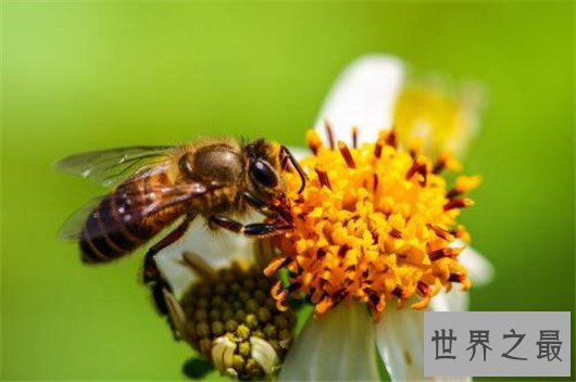 关于蜜蜂的十大事实，蜜蜂能够适应太空生活