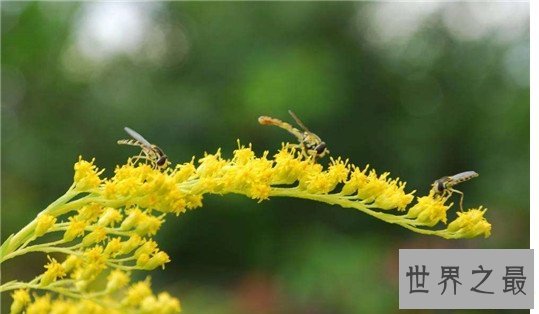 关于蜜蜂的十大事实，蜜蜂能够适应太空生活