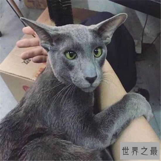 世界上耳朵最大的猫，一对大耳朵宛若一只精灵