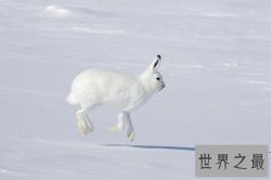 生活在北极的十种动物排行榜，简直是冰雪精灵