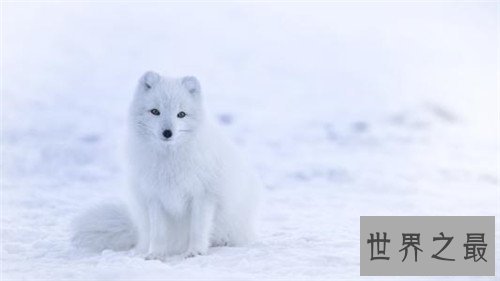 生活在北极的十种动物排行榜，简直是冰雪精灵