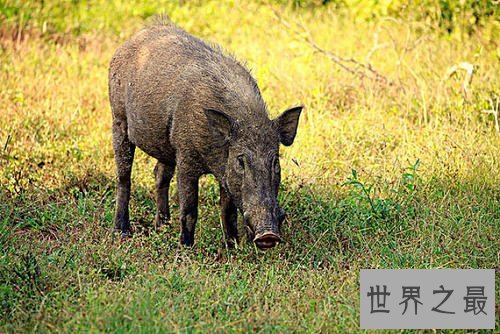 世界上最小的猪，身长30厘米全世界还剩150头