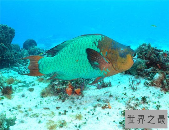 色彩鲜艳的十大水生动物，五彩青蛙最为艳丽