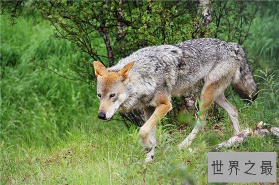 动物王国的十大猎人，每一个都凶残无比！