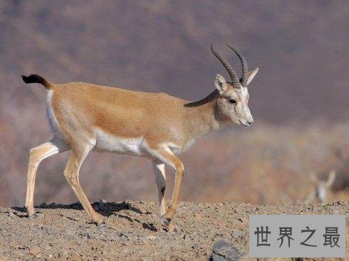 生活在撒哈拉沙漠的十种动物，它可以连续几天不吃不喝。