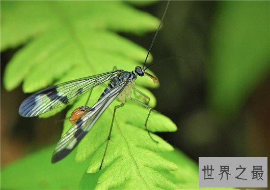 动物王国十大小偷，抹香鲸：我这是明抢，不是偷