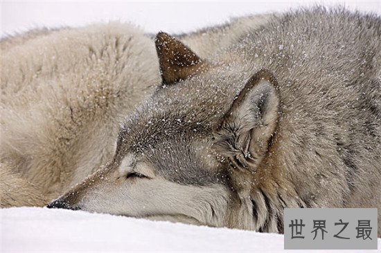 世界上腿最长的犬科动物，狼也会踩高跷了吗？