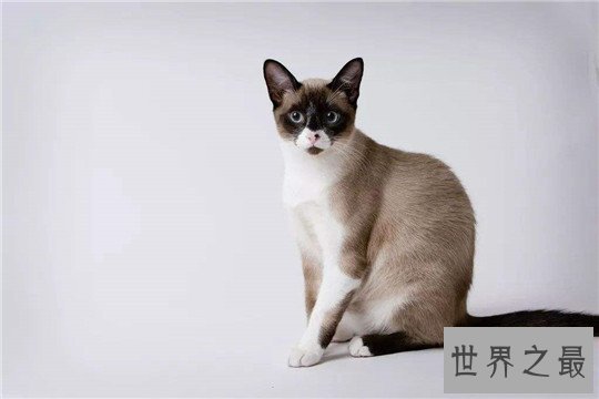 世界十大著名的宠物猫，布偶猫最温顺，缅因猫最霸气