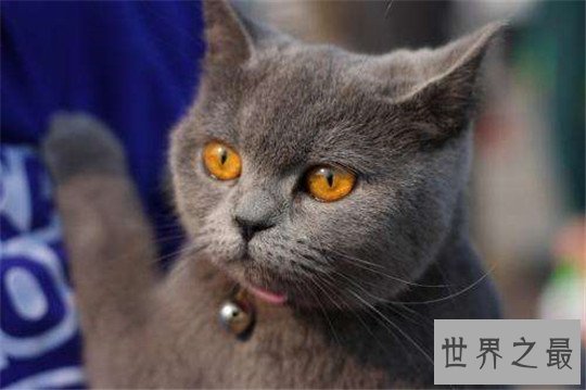 世界十大著名的宠物猫，布偶猫最温顺，缅因猫最霸气