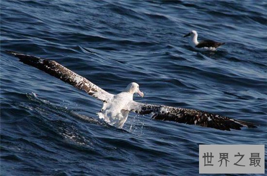 世界上最大的飞鸟，竟然也是搏击海浪的勇者！