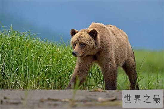 十大最恶心的生物，蚂蟥当之无愧最恶心生物！