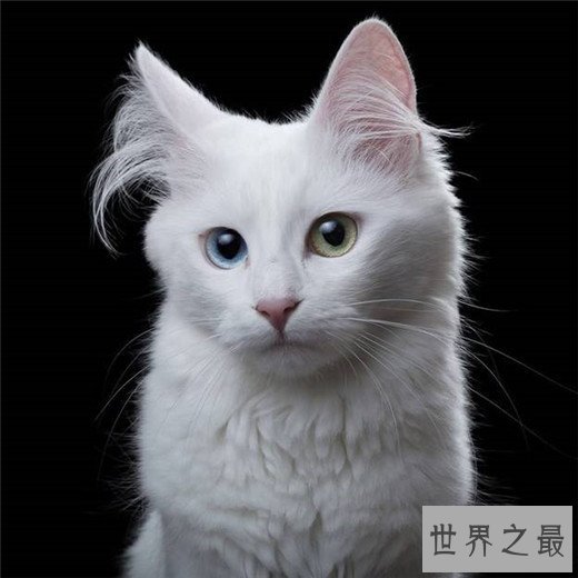 猫的智商排名，秀的起智商卖的了萌的主子