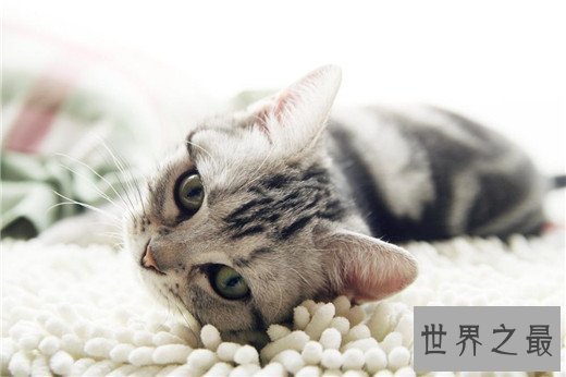 猫的智商排名，秀的起智商卖的了萌的主子