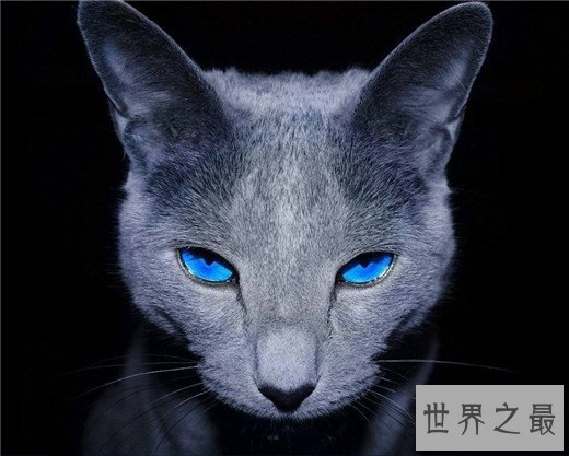 世界十大最漂亮的猫咪，布偶猫的眼眸令人着迷