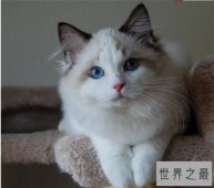 世界十大最漂亮的猫咪，布偶猫的眼眸令人着迷