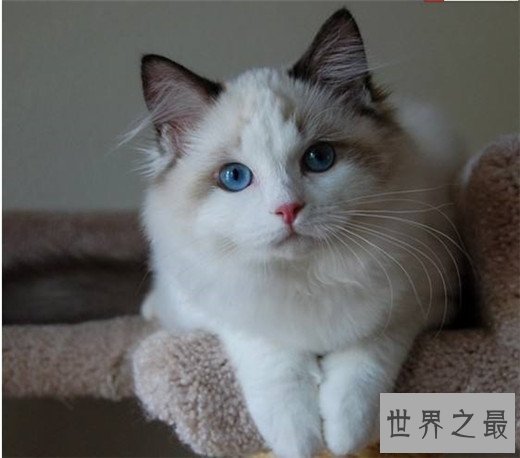 世界十大最漂亮的猫咪，布偶猫的眼眸令人着迷