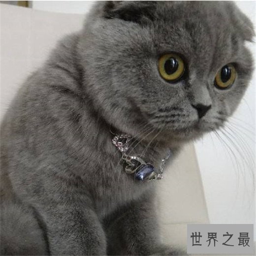 世界十大最漂亮的猫咪，布偶猫的眼眸令人着迷