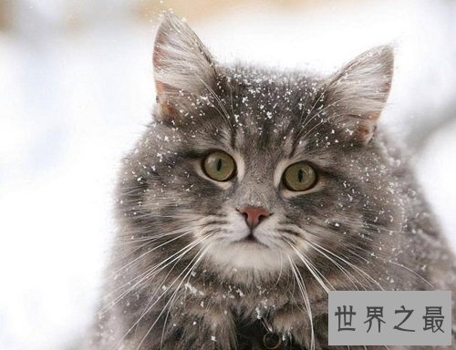 世界上最耐寒的猫，挪威森林猫能在零下二十度的环境中生存