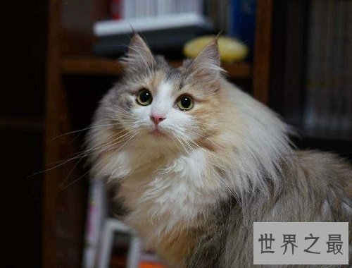 世界上最耐寒的猫，挪威森林猫能在零下二十度的环境中生存